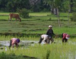 Камбоджа рис