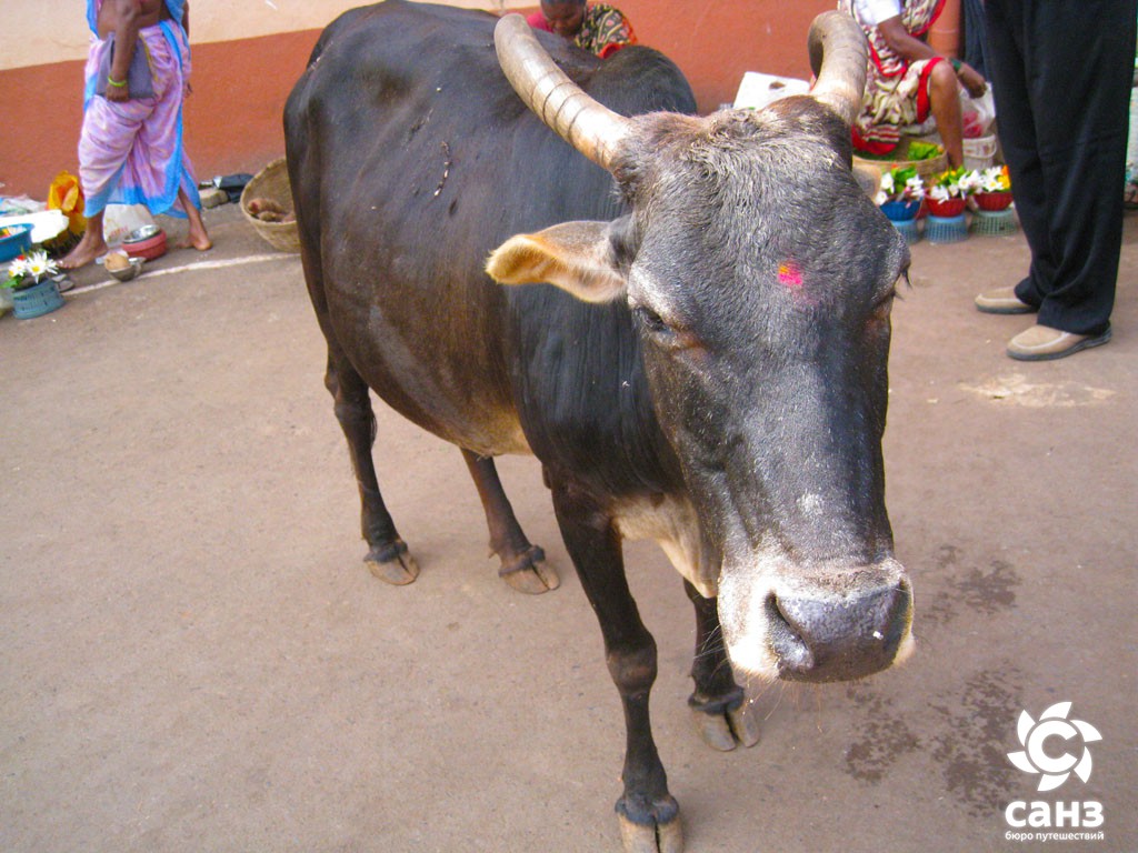 корова Гоа