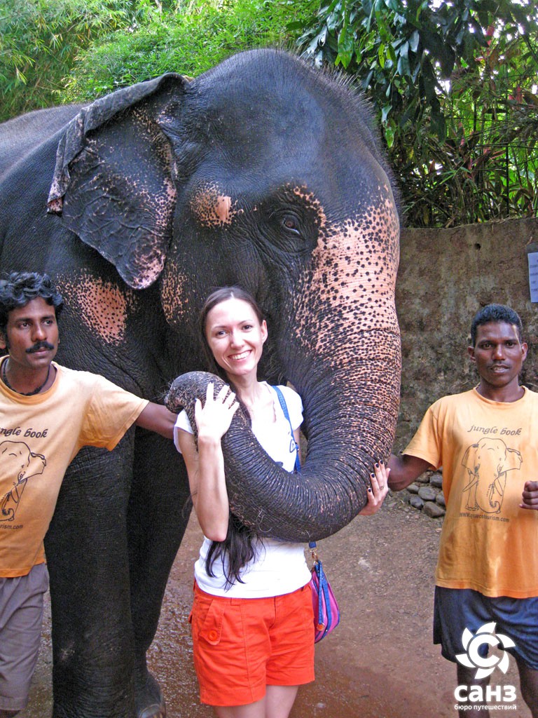 Индийский слон Гоа