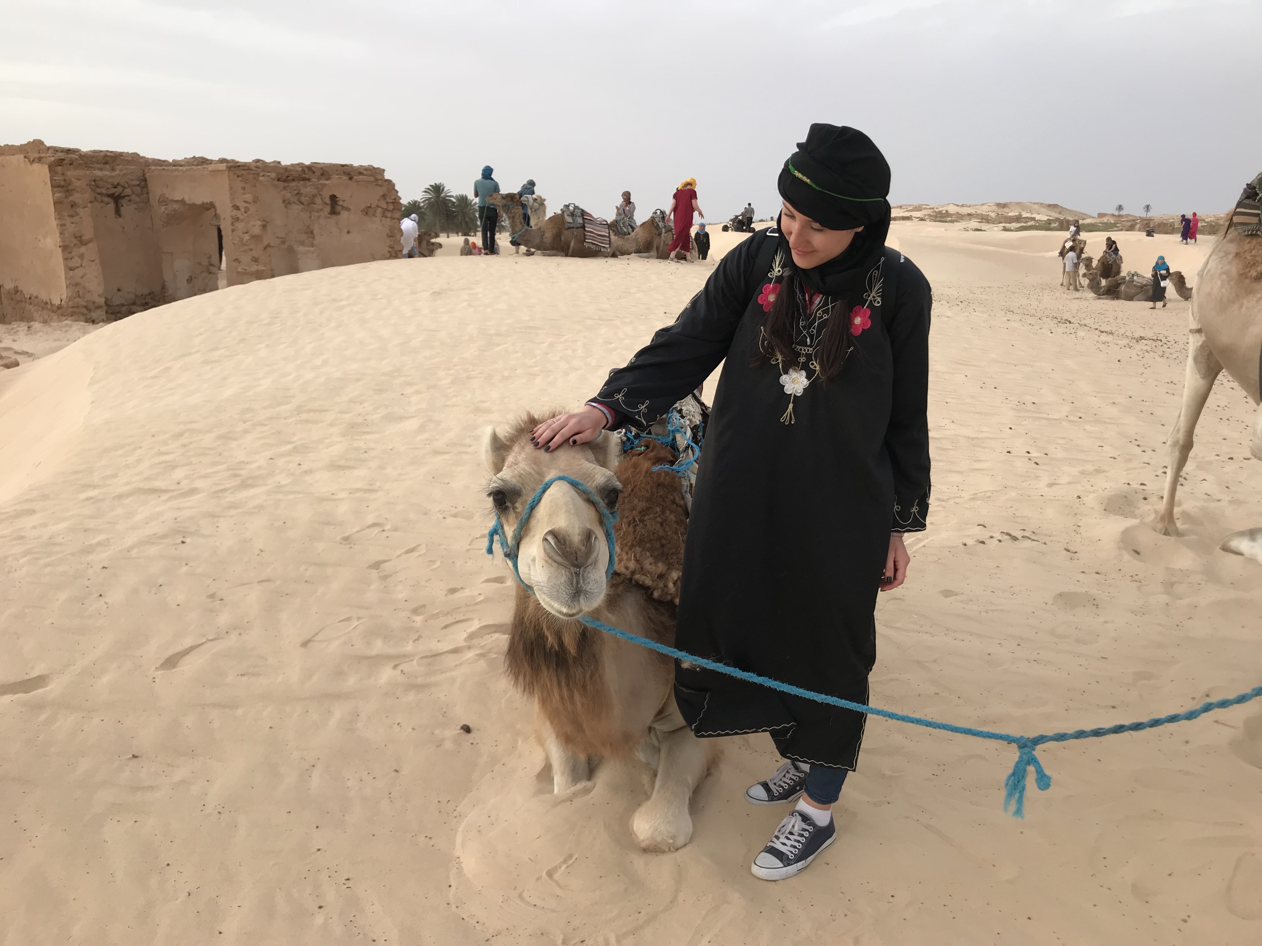 верблюды в Сахаре
