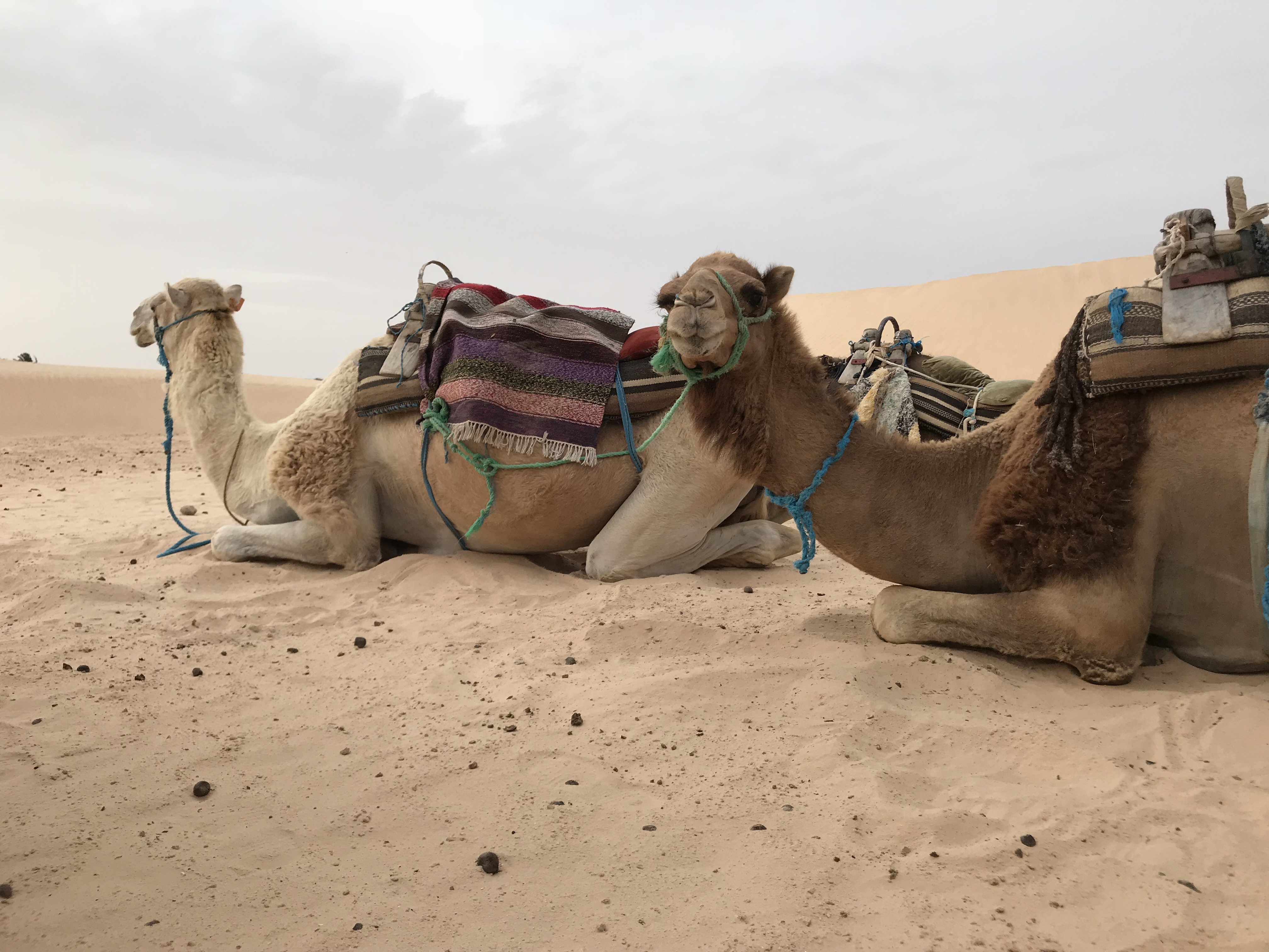 прогулка по Сахаре